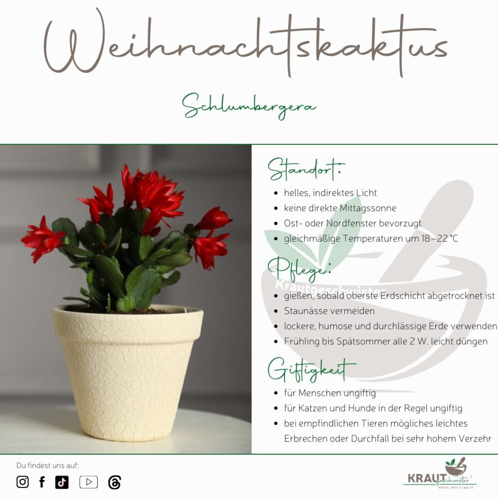 Der Weihnachtskaktus: Dein Winterblüher mit Tropenseele