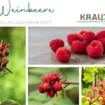 Weinbeere – das wilde, unterschätzte Kraftpaket aus der Hecke