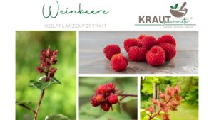 Weinbeere – das wilde, unterschätzte Kraftpaket aus der Hecke
