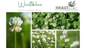 Weißklee – das unterschätzte Power-Kraut voller Wirkungspotenzial