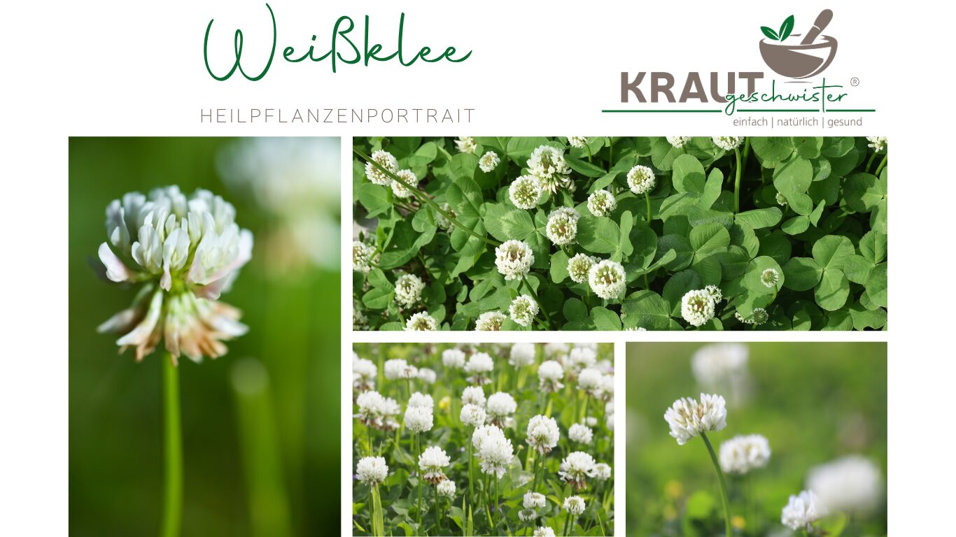 Mehr über den Artikel erfahren Weißklee – das unterschätzte Power-Kraut voller Wirkungspotenzial