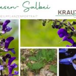 Wiesen-Salbei – sanfte Heilkraft und wilde Schönheit