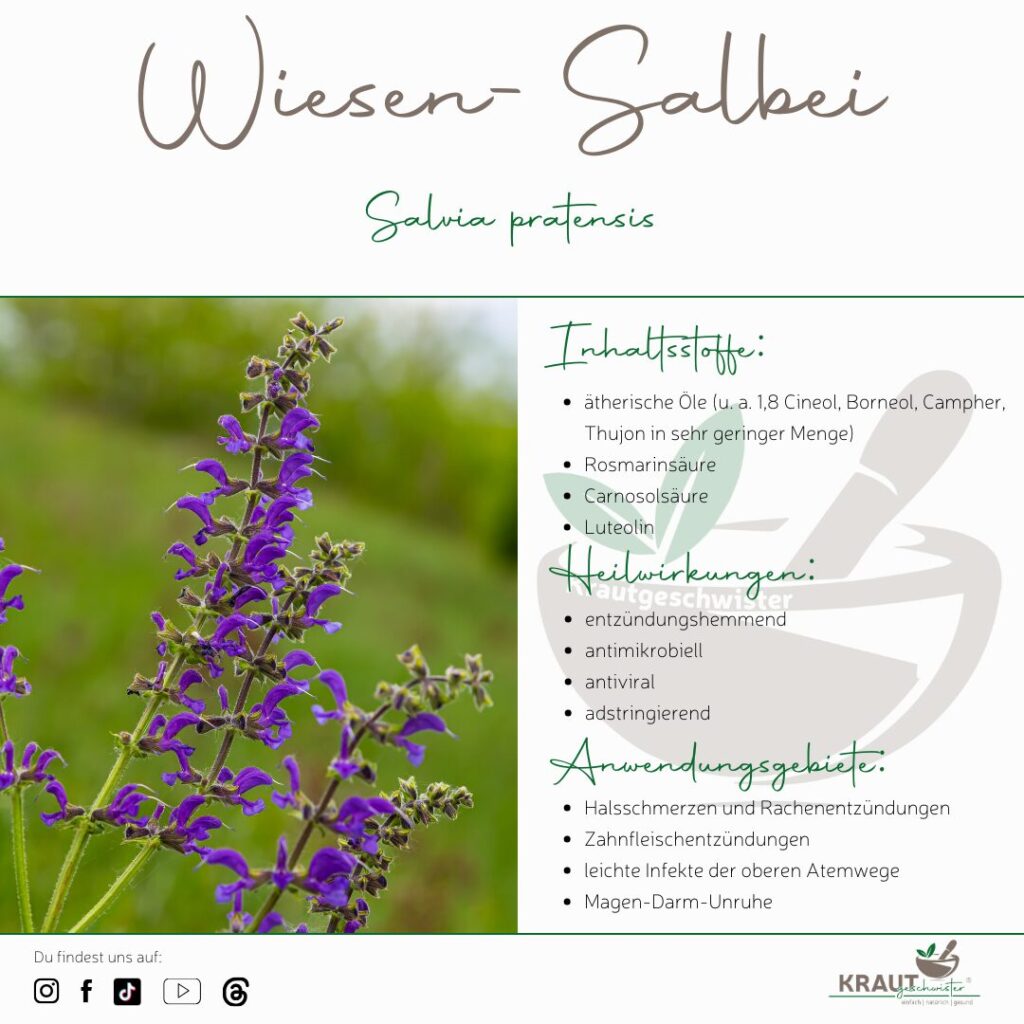 Wiesen-Salbei &ndash; sanfte Heilkraft und wilde Sch&ouml;nheit
