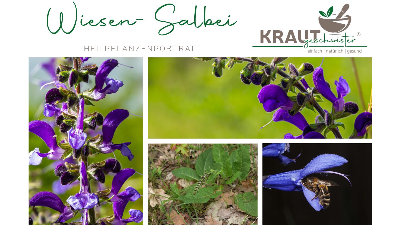 Mehr über den Artikel erfahren Wiesen-Salbei – sanfte Heilkraft und wilde Schönheit