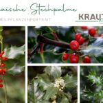 Die Europäische Stechpalme – ein wintergrüner Strauch zwischen Medizin, Mythos und moderner Forschung