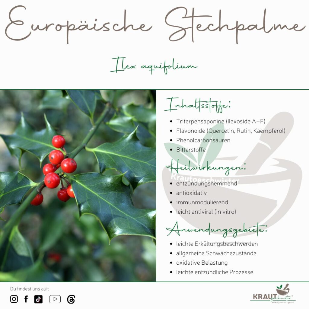 Die Europ&auml;ische Stechpalme &ndash; ein wintergr&uuml;ner Strauch zwischen Medizin, Mythos und moderner Forschung