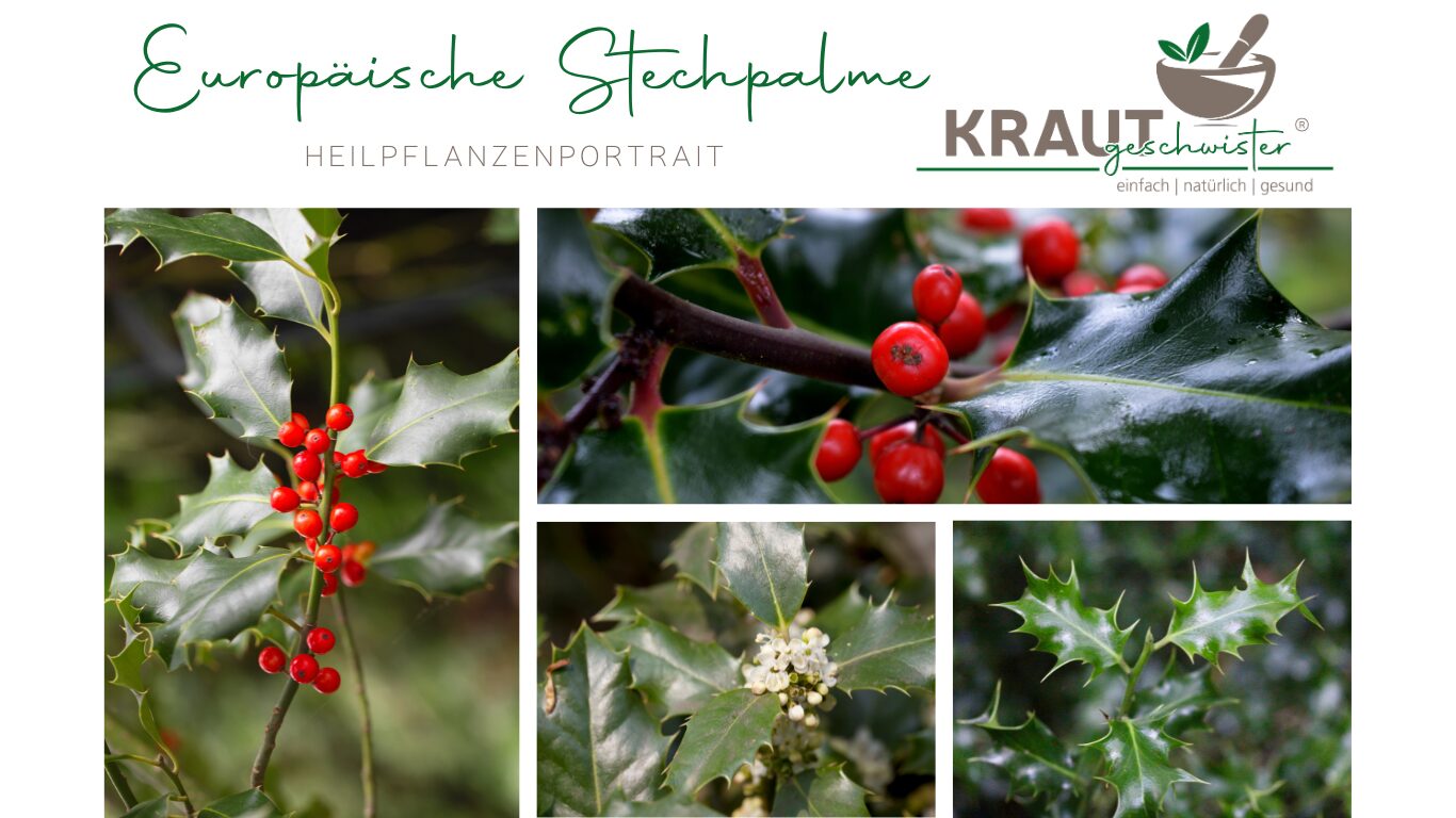 Mehr über den Artikel erfahren Die Europäische Stechpalme – ein wintergrüner Strauch zwischen Medizin, Mythos und moderner Forschung