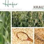 Hafer – Heilpflanzenportrait