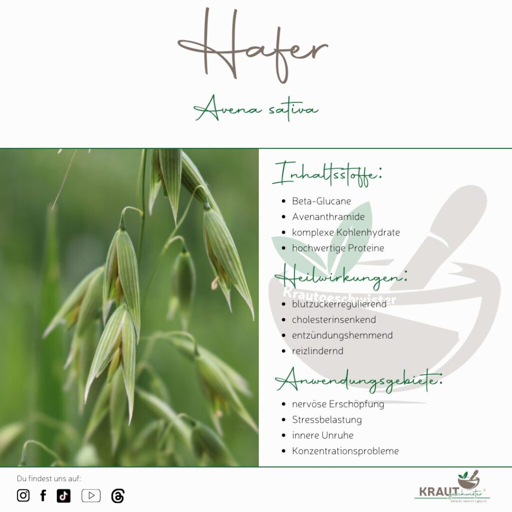 Hafer – Heilpflanzenportrait