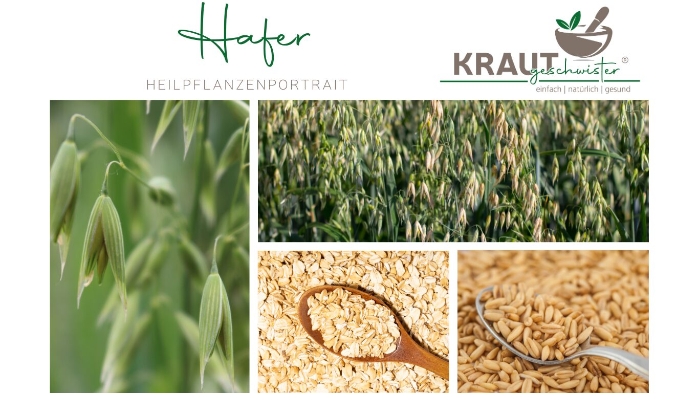 Mehr über den Artikel erfahren Hafer – Heilpflanzenportrait