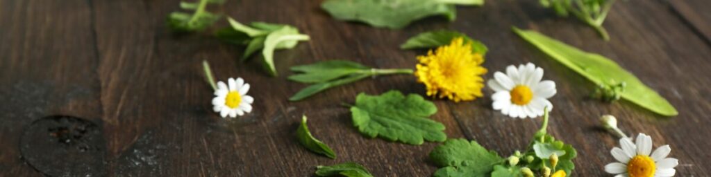 Feuer, Stein und Heilpflanzen &ndash; ein Tag Steinzeitwissen auf der M&uuml;hle in der Eifel