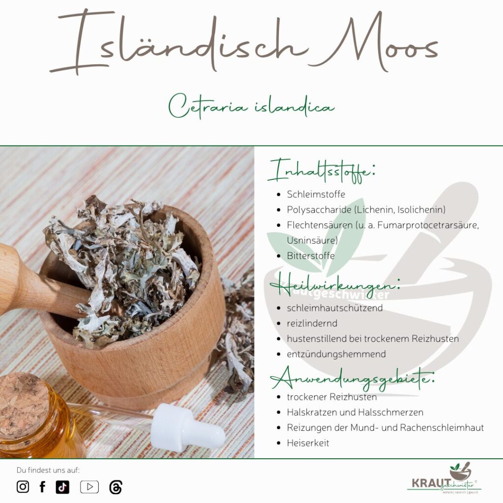 Isl&auml;ndisch Moos – Heilpflanzenportrait