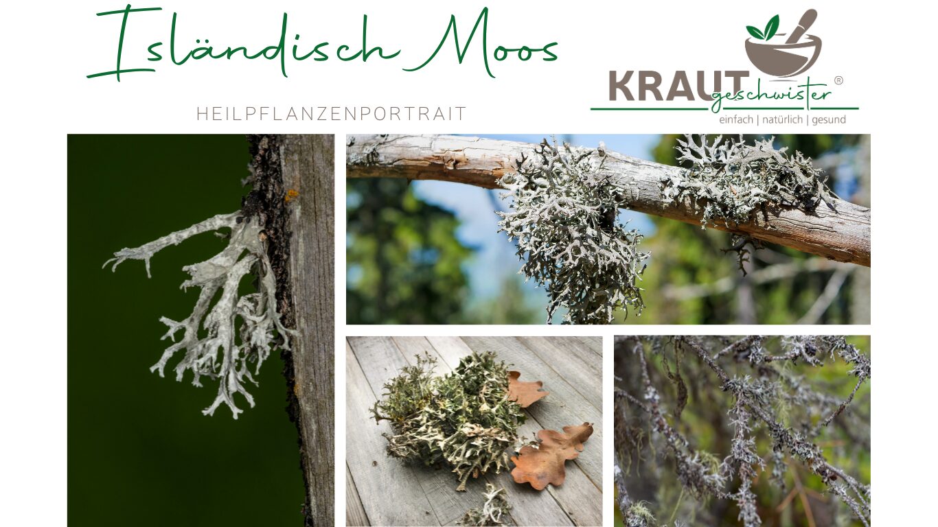 Isl&auml;ndisch Moos – Heilpflanzenportrait