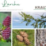 Lärche – der goldene Baum für starke Abwehr, freie Atemwege und widerstandsfähige Haut