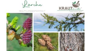 Lärche – der goldene Baum für starke Abwehr, freie Atemwege und widerstandsfähige Haut