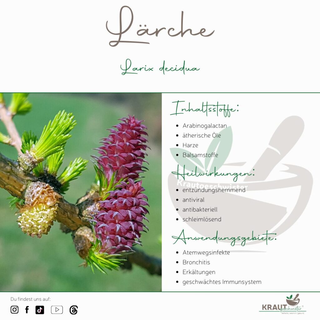 Lärche – der goldene Baum für starke Abwehr, freie Atemwege und widerstandsfähige Haut