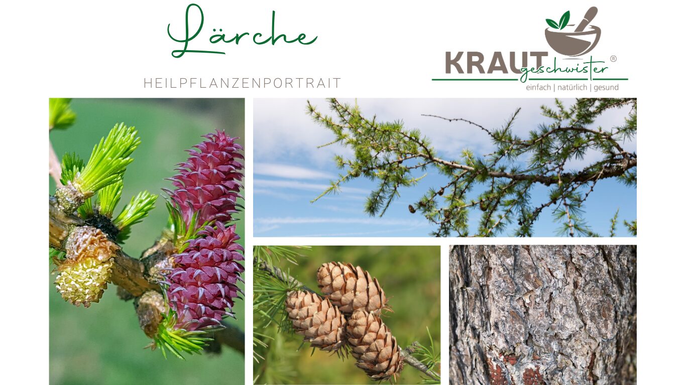 Lärche – der goldene Baum für starke Abwehr, freie Atemwege und widerstandsfähige Haut