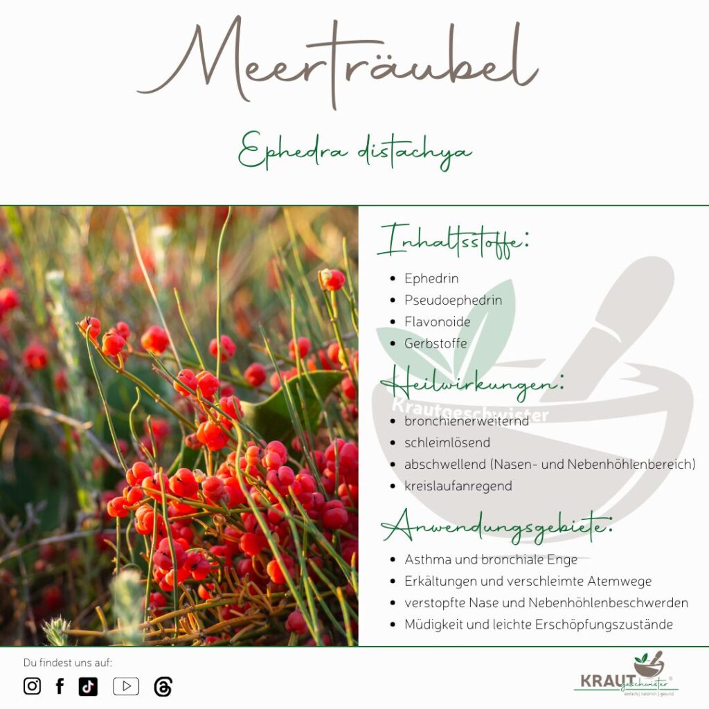 Meerträubel – ein Kraut zwischen Atem, Feuer und uralter Heilkunst