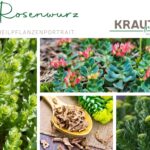 Rosenwurz – Heilpflanzenportrait