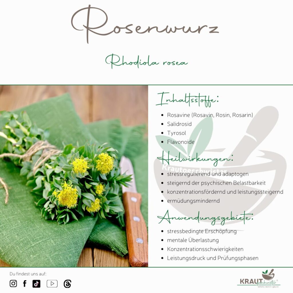 Rosenwurz – Heilpflanzenportrait