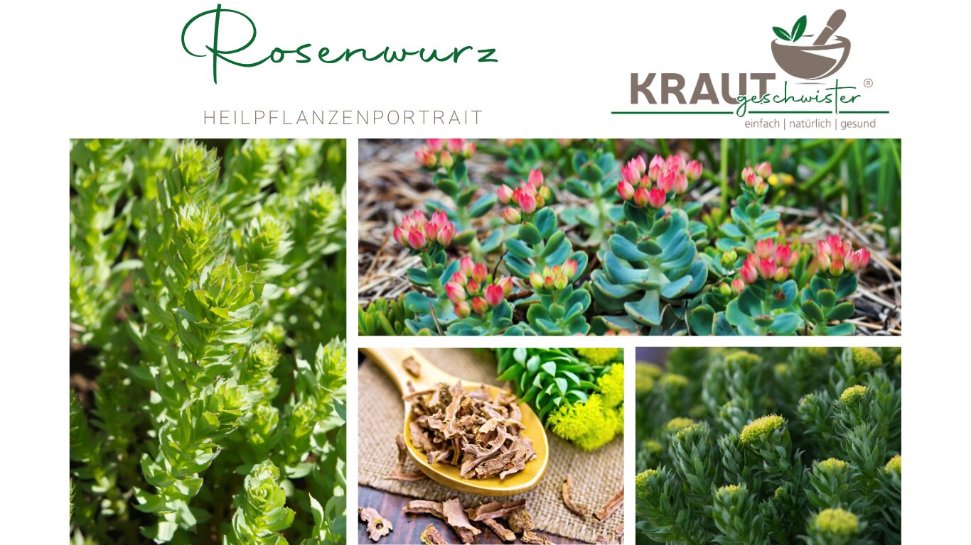 Rosenwurz – Heilpflanzenportrait