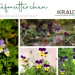 Stiefmütterchen – Heilpflanzenportrait