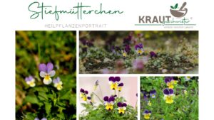 Stiefm&uuml;tterchen – Heilpflanzenportrait
