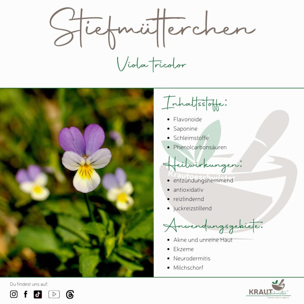 Stiefm&uuml;tterchen – Heilpflanzenportrait