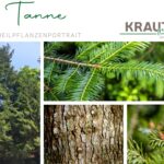 Tanne – Der Kraftbaum für Atemwege, Haut und innere Ruhe
