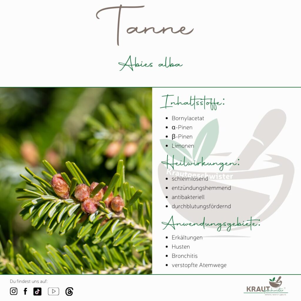 Tanne – Der Kraftbaum für Atemwege, Haut und innere Ruhe