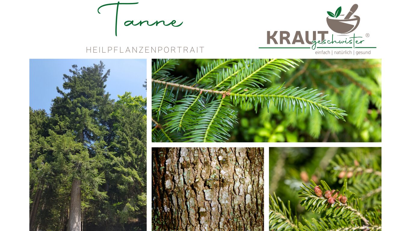 Tanne – Der Kraftbaum für Atemwege, Haut und innere Ruhe