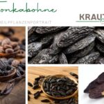 Tonkabohne – aromatisches Rätsel aus dem Regenwald