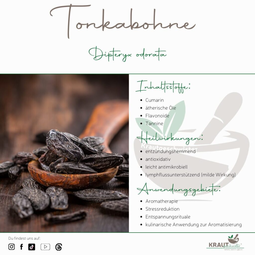 Tonkabohne – aromatisches Rätsel aus dem Regenwald