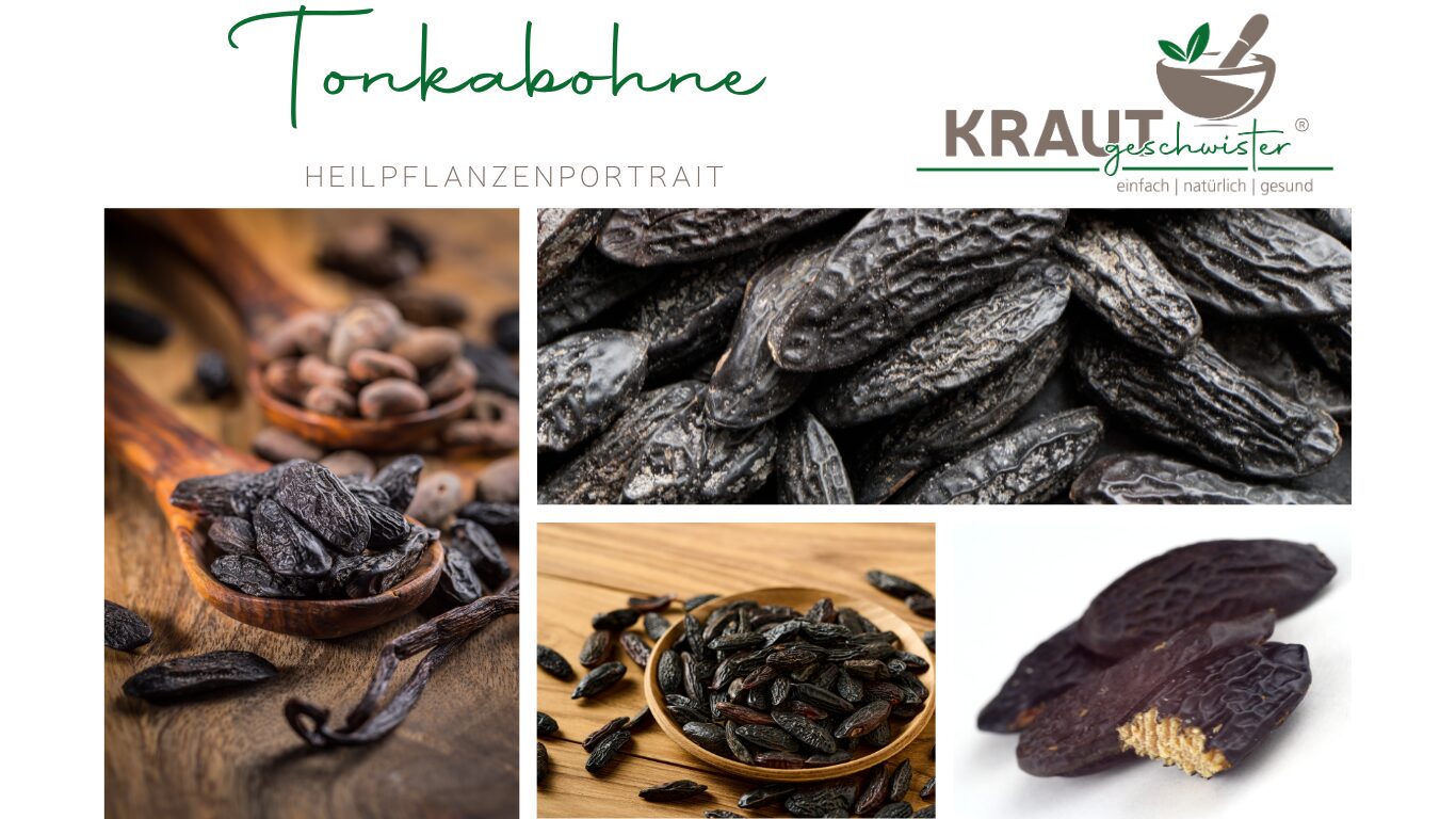 Tonkabohne – aromatisches Rätsel aus dem Regenwald