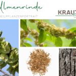 Ulmenrinde – Heilpflanzenportrait