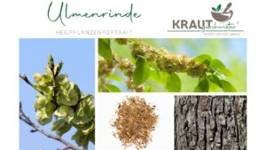 Ulmenrinde – Heilpflanzenportrait