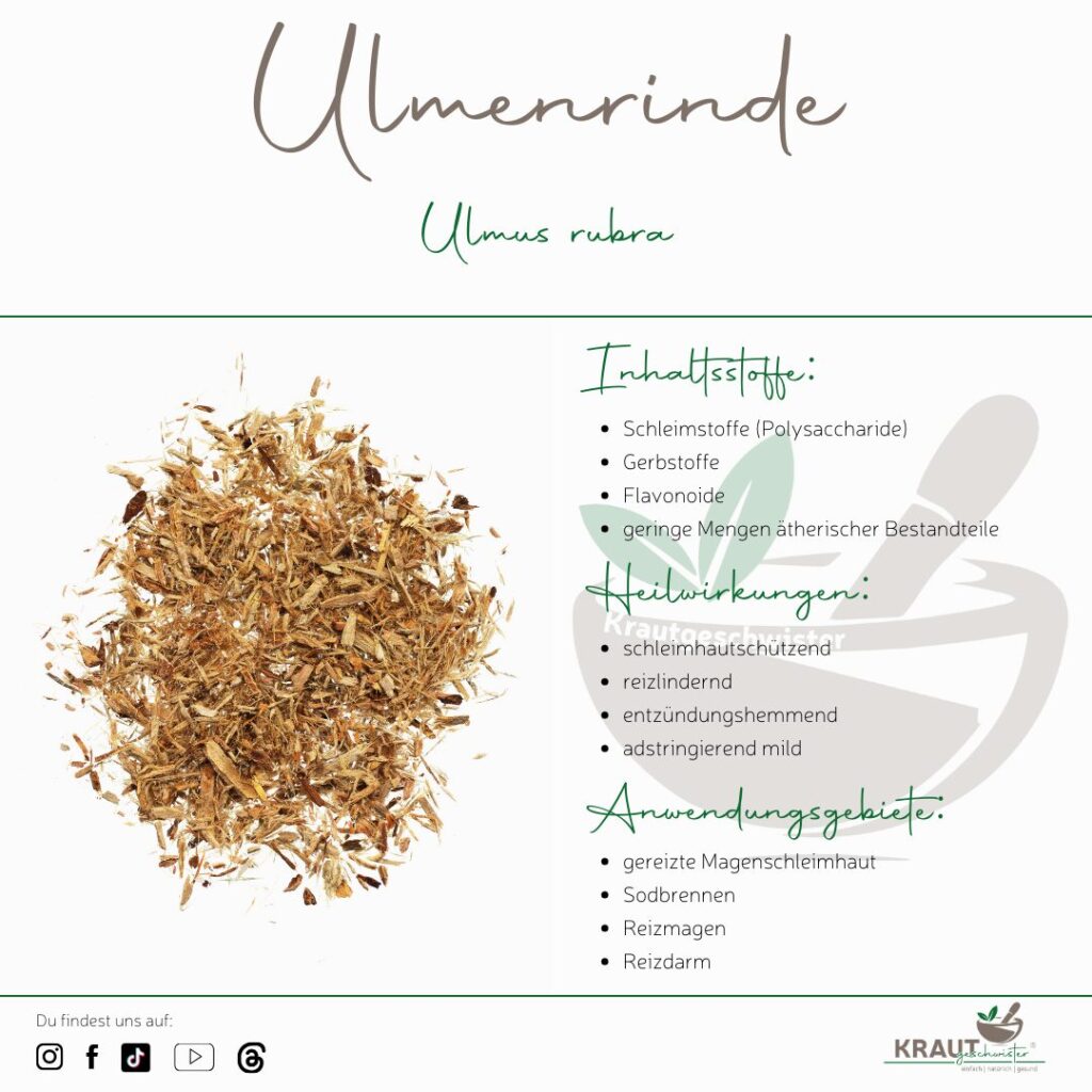 Ulmenrinde – Heilpflanzenportrait