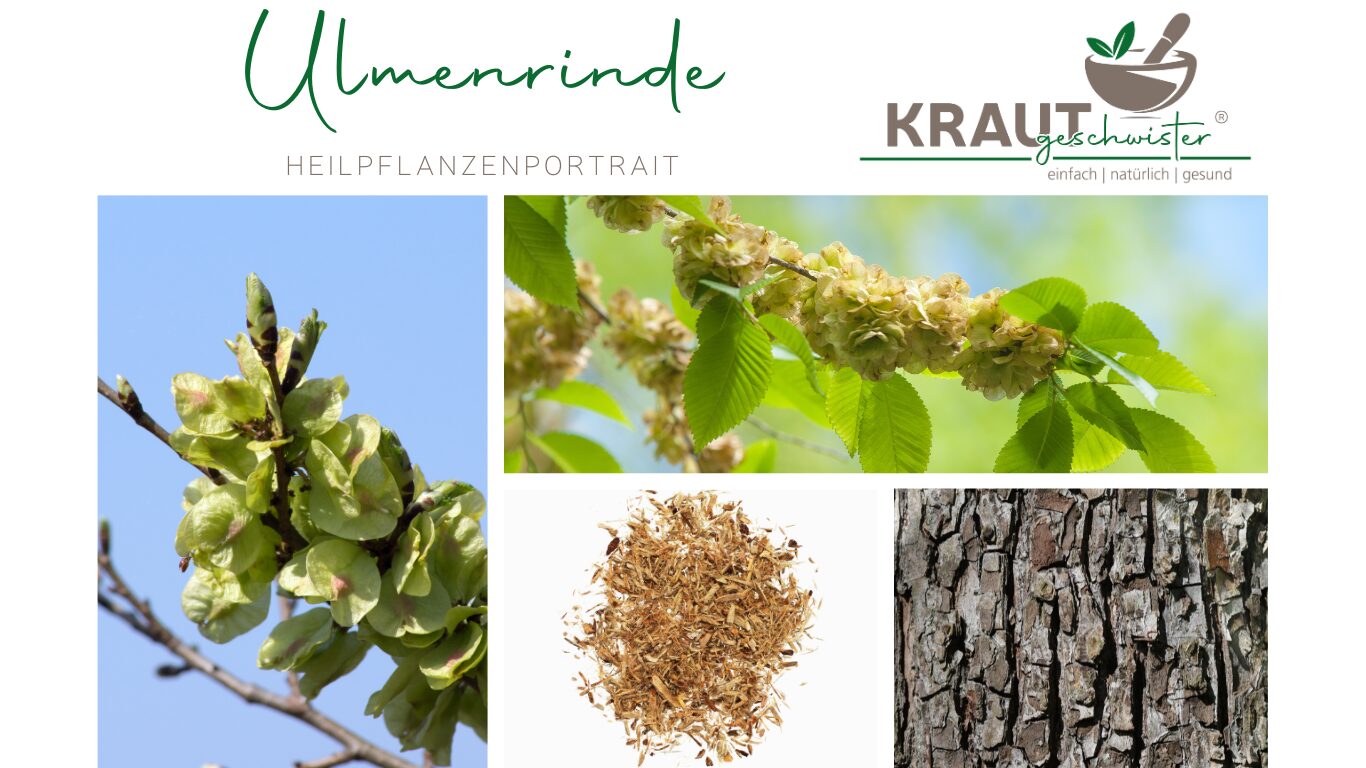 Ulmenrinde – Heilpflanzenportrait