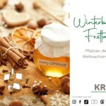 Winterbauch und Festtagsfülle – Pflanzen, die nach üppigen Weihnachtsmahlzeiten helfen