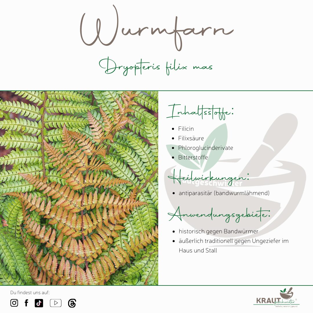 Wurmfarn - Heilpflanzenportrait