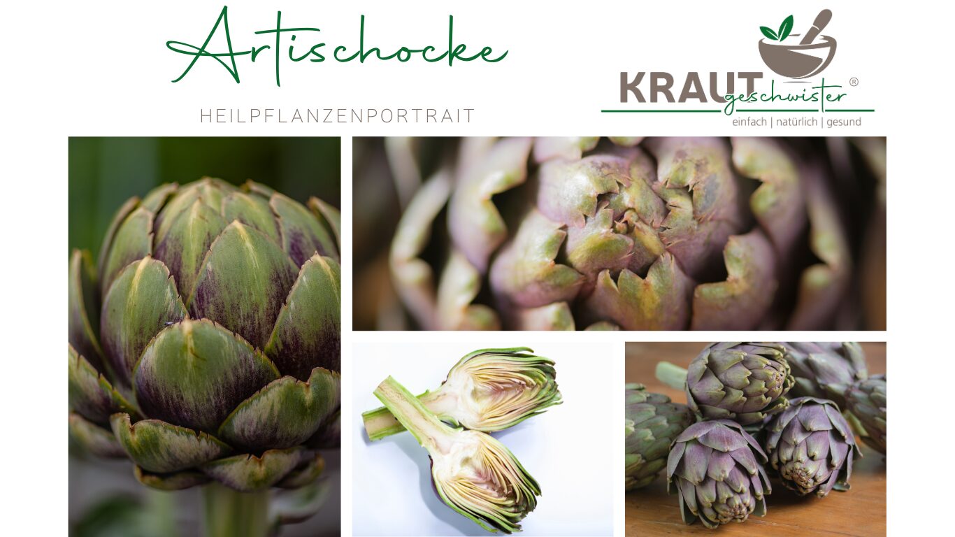 Artischocke – Heilpflanzenportrait