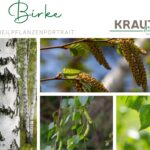 Birke – Heilpflanzenportrait
