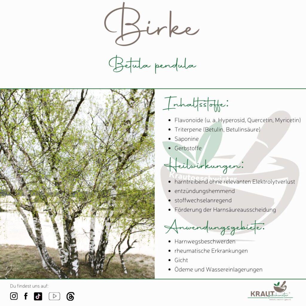 Birke &ndash; Heilpflanzenportrait