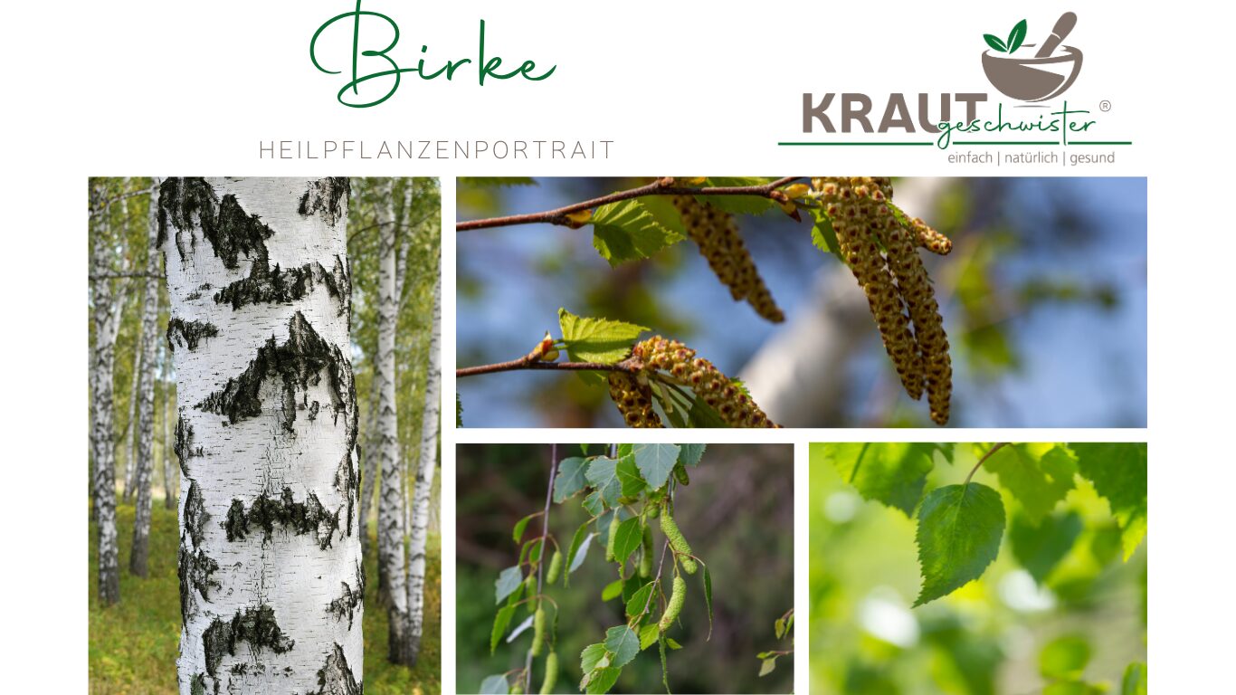 Mehr über den Artikel erfahren Birke – Heilpflanzenportrait