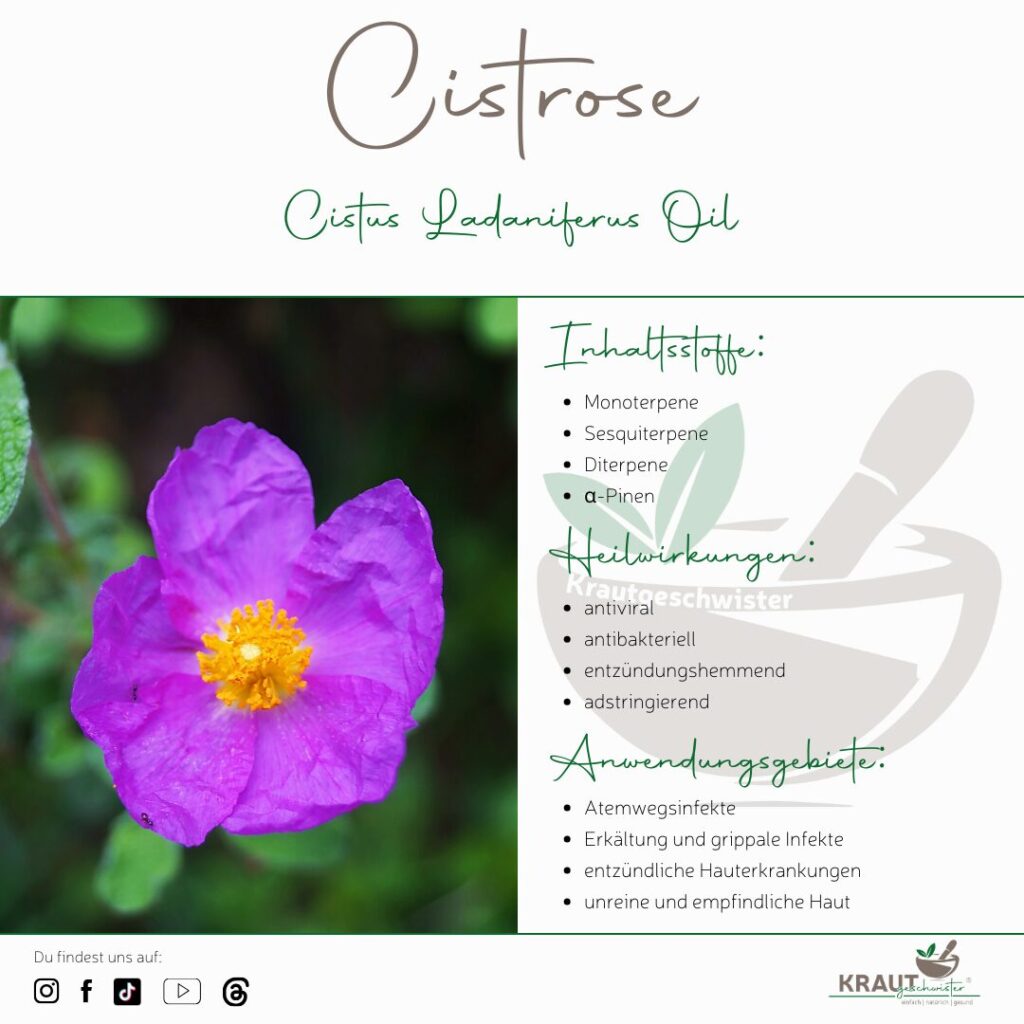 Cistrose &auml;therisches &Ouml;l Profil