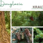Douglasie – mehr als nur ein Weihnachtsbaum