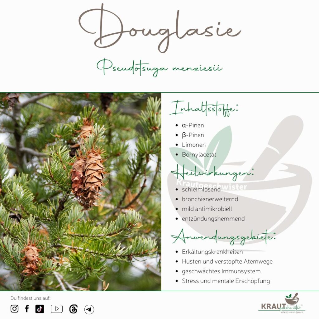 Harz – Das Gold des Waldes