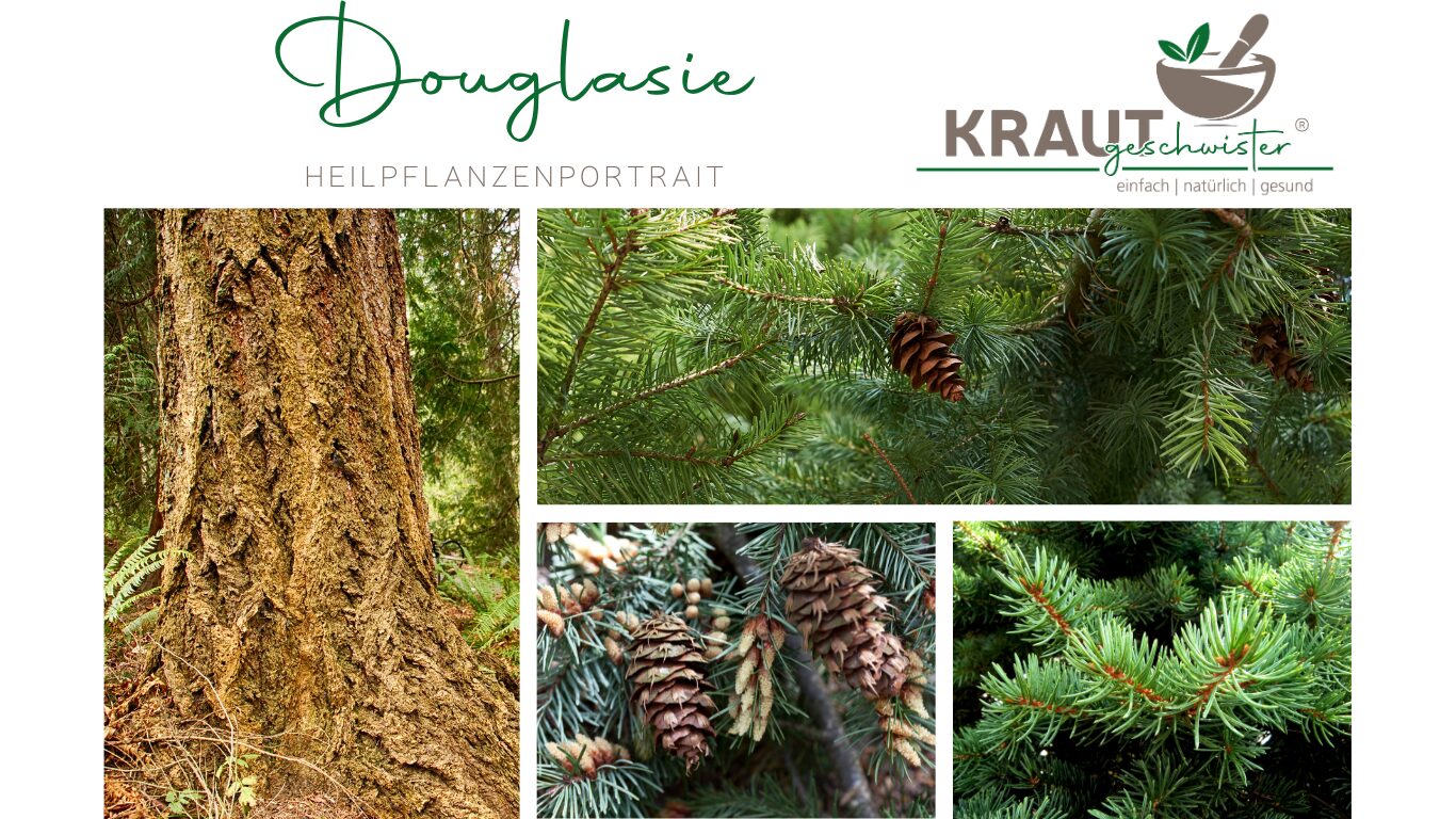 Mehr über den Artikel erfahren Douglasie – mehr als nur ein Weihnachtsbaum