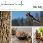 Eichenrinde – Heilpflanzenportrait