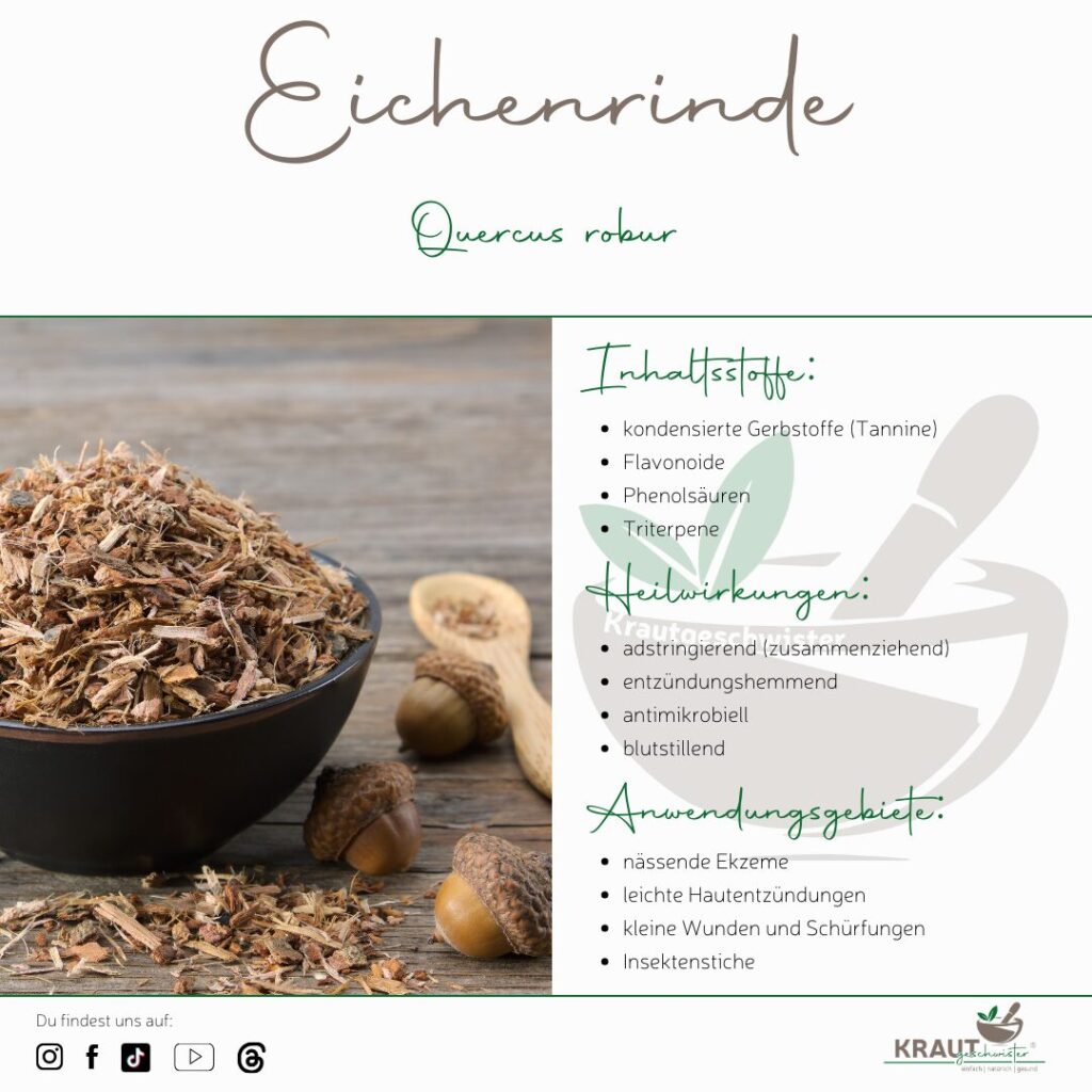 Eichenrinde – Heilpflanzenportrait